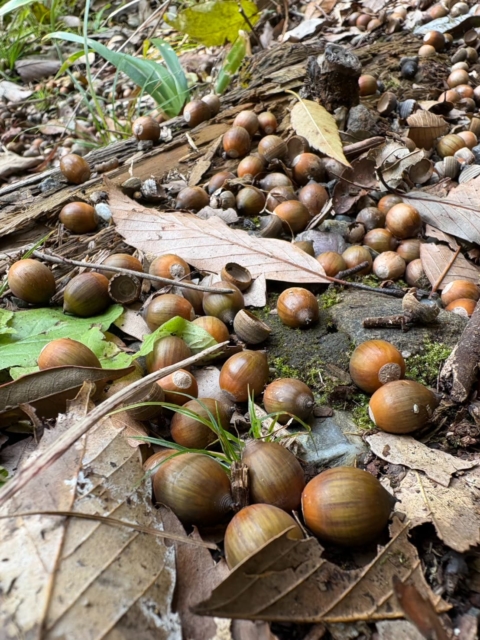 鉄橋の瀬、階段、どんぐり